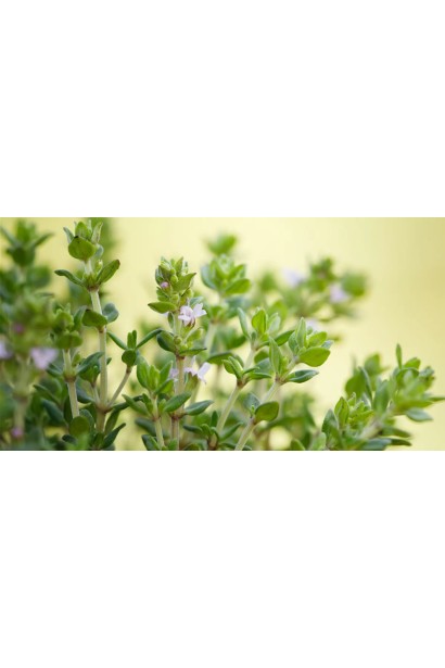 Thymus vulgaris `Fredo` – пряна рослина з сильним ароматом